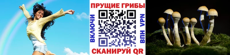 Псилоцибиновые грибы Psilocybe  магазин продажи   Бородино 